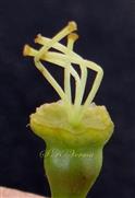  Hypanthium bearing gynoecium